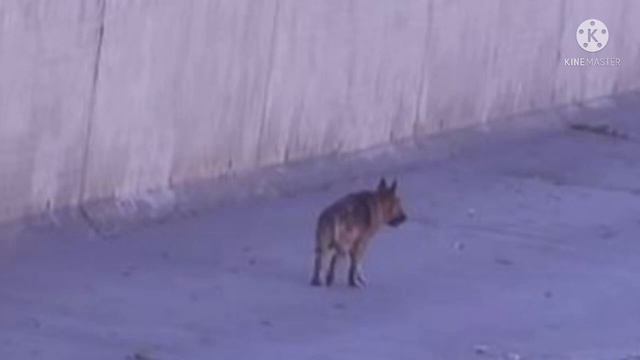 Парень просто погладил собаку, бездомный пес лег и заплакал. В такое верится с трудом