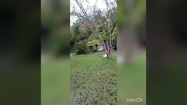 Разговорчивый гусь и его подружка. Парк "Южные культуры" г. Сочи смотреть онлайн