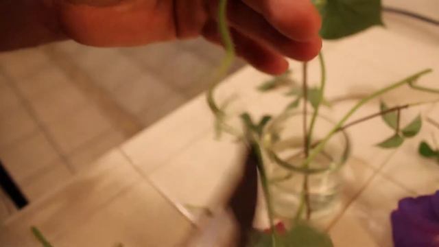Como Enraizar (clonar) las Campanitas o Morning Glory смотреть онлайн