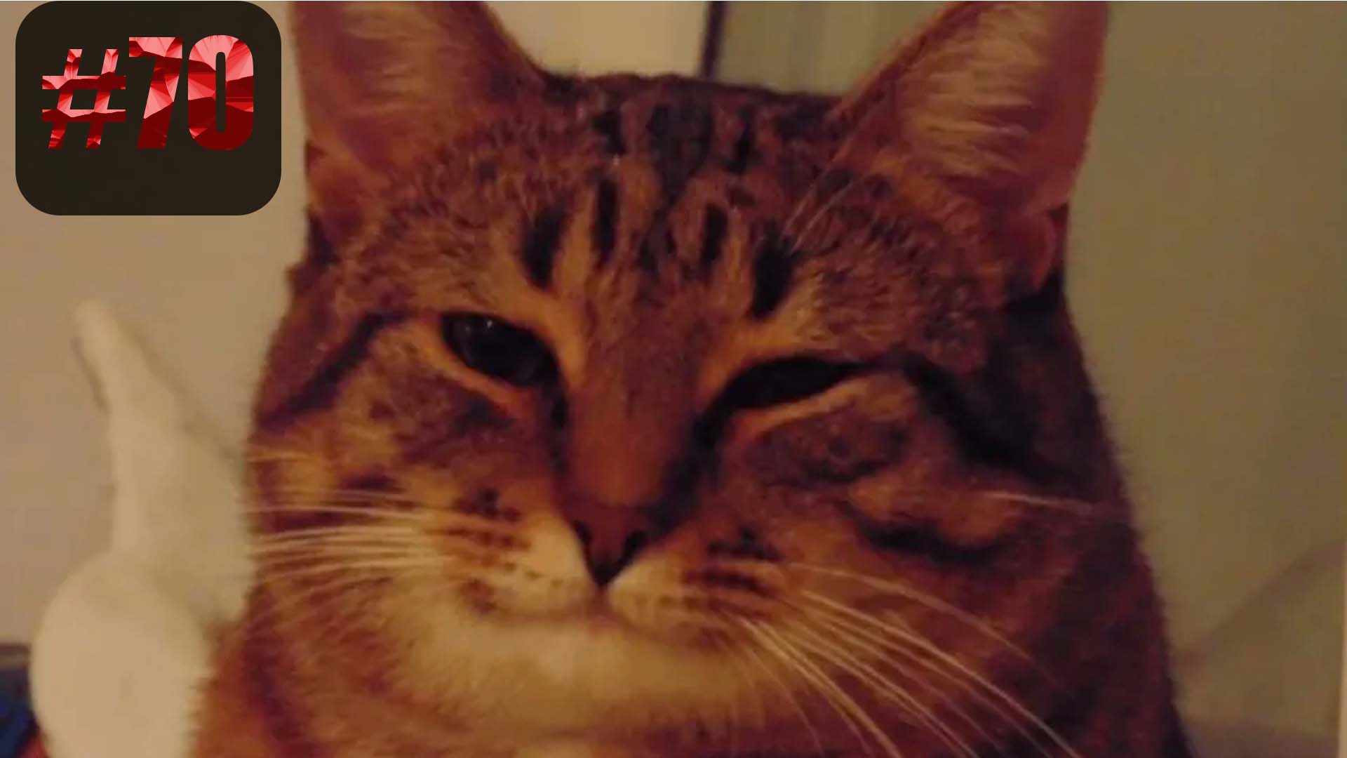 610 секунд Смеха ?? Смешных моментов | приколы лучшие до слез ?? 2022 Смешные коты #70 смотреть онлайн