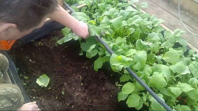 35/18 Высаживаем рассаду огурцов в теплицу. Часть 1. смотреть онлайн