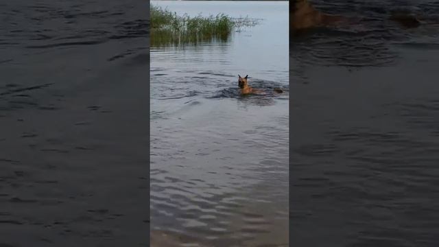 Макс ловит рыбу#Моя любимая собака#виделивидео смотреть онлайн