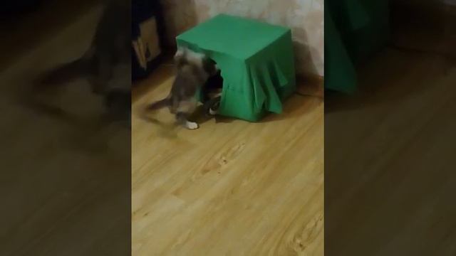 кто в доме хозяин? (смотреть до конца) смотреть онлайн