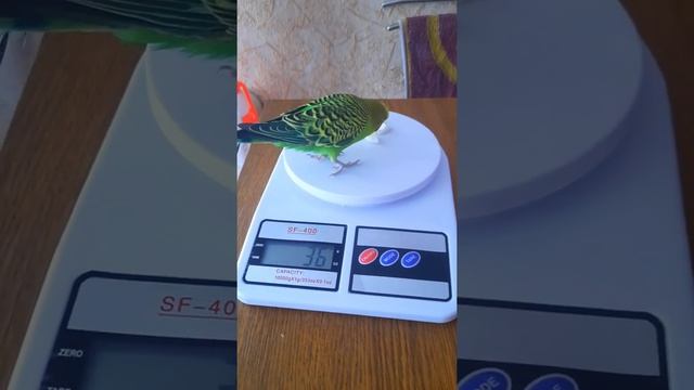 Вес попугайчика Кеши. смотреть онлайн