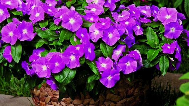 14 растений, обладающих магическими свойствами. смотреть онлайн