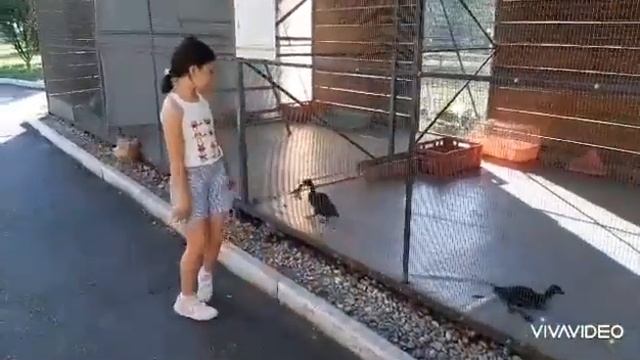 Хонга кафт! Терчы бабыжтæ æмæ Мария? смотреть онлайн