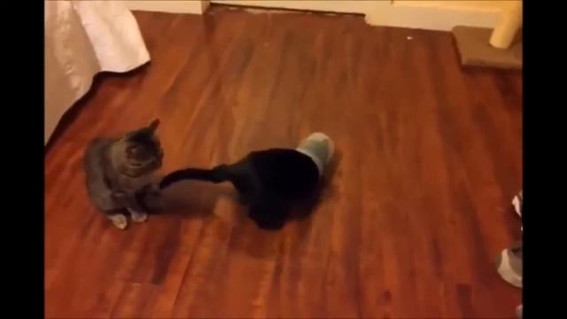 Бесподобные кошки - Funny cats. Прикольная игра котенка со стаканом:) смотреть онлайн