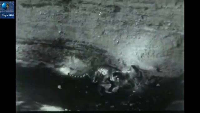 Лев и Тигр эпичная схватка! смотреть онлайн