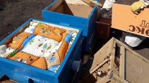 Пчелопакеты бакфаст! Купил пчёл с фуры! Сила пчелопакетов в 2021