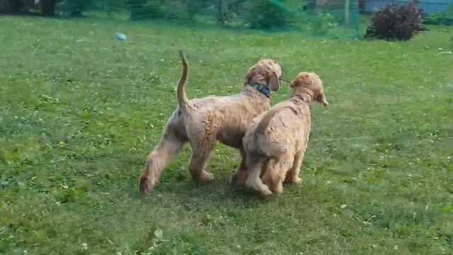 щенки пшеничный терьер 3 месяца смотреть онлайн