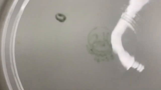 Лот из двух тарелок ЗиК 1950-е СССР