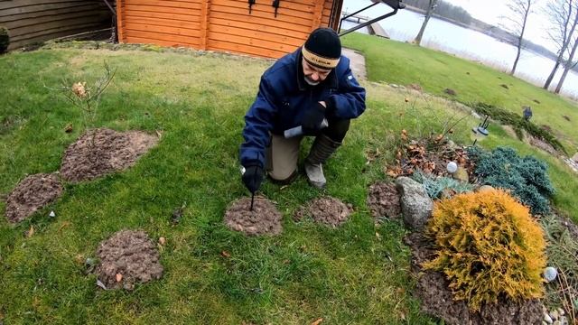 Как избавиться от кротов. Как поймать крота на участке. Дачные советы, хитрости