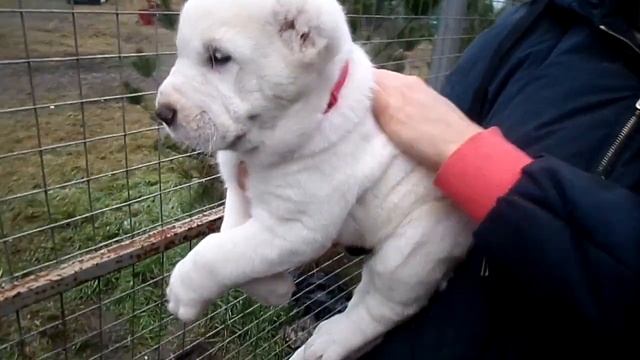 Щенок алабая Королева