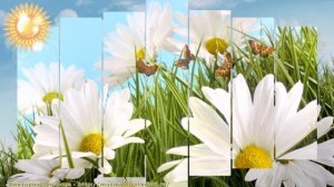 Футаж заставка  - С днем семьи, любви и верности -  для видеомонтажа.