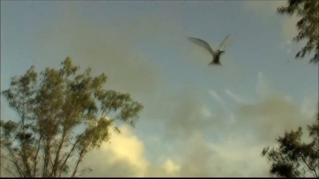 Bird Island, Seychelles