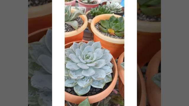 My Most Expensive Succulent Vs My New Fave Succulent