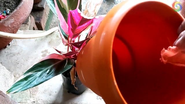 Stromanthe Triostar /  Maranta Tricolor Potting And Care| RAINBOW