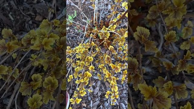 Пузыреплодник калинолистный Литл Ангел Physocarpus opulifolius Little AngelПузыреплодник Литл Эндже смотреть онлайн