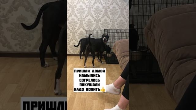 Встреча брата и сестры смотреть онлайн