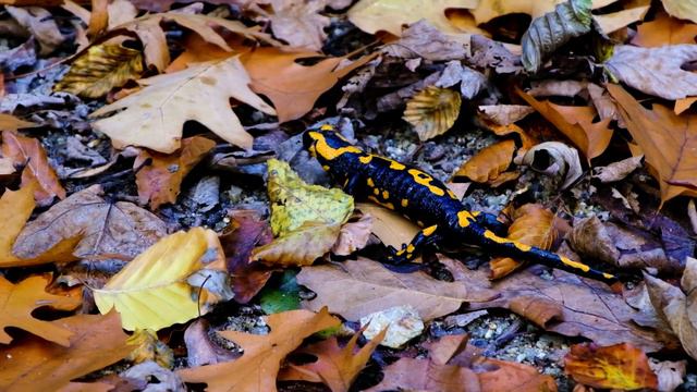 Огненная саламандра. Редкая Огненная саламандра. смотреть онлайн