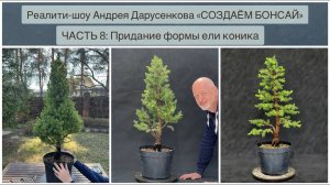 Бонсай из ели коника: придание формы