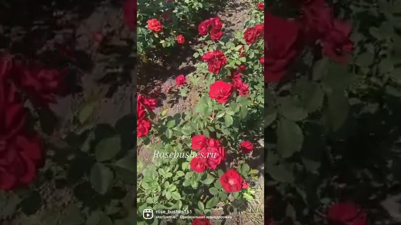 саженцы роз от rosebushes.ru смотреть онлайн