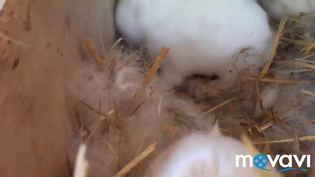 Когда Крольчата Открывают Глаза. Новорожденные Крольчата. Часть 3 смотреть онлайн