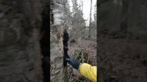 Чага березовая. Где искать и как собирать