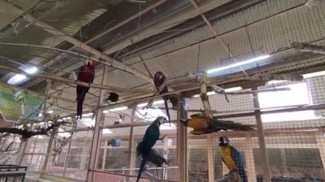 Воронежскому зоопарку подарили двух попугаев ара смотреть онлайн