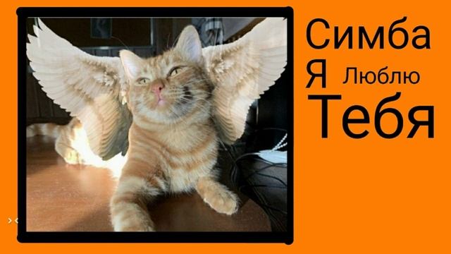 Симба я люблю тебя! (жалко Симбу?) (песня симбочки)