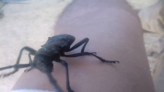 Жук усач смотреть онлайн