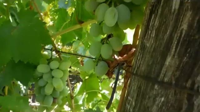 Сорт винограда Алекса. смотреть онлайн