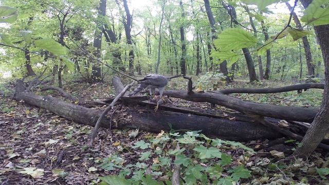 Здобич великого яструба (Accipiter Gentilis) / Prey To The Northern Goshawk