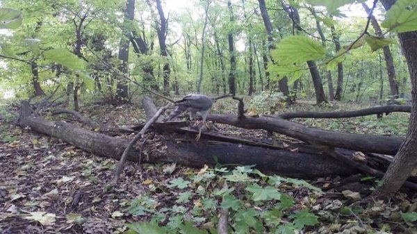 Здобич великого яструба (Accipiter gentilis) / Prey to the Northern goshawk