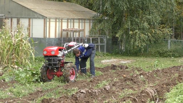 Мотоблок с пониженной передачей | Выбираем картофель плугом и картофелекопалкой | Что лучше? смотреть онлайн