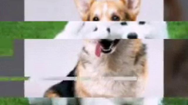 Собачки .Самые милые создания на земле!! смотреть онлайн