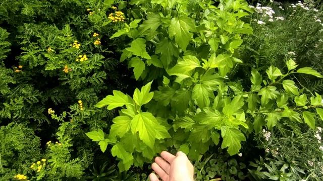 Декоративные кустарники?Сколько стрижек за сезон!??02.08.2023 смотреть онлайн