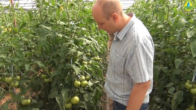 Питание для помидоров во время налива и побурения плодов смотреть онлайн