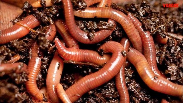 Живые корма для аквариумных рыбок. Стоит ли ими кормить? смотреть онлайн