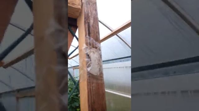 теплица сетка от кошек и собак смотреть онлайн