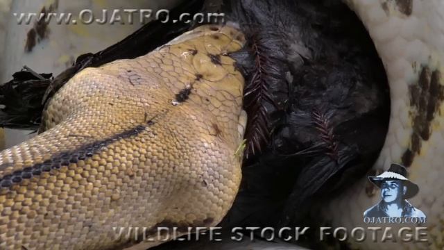Python Eats Duck 01 - Snake Kills Bird смотреть онлайн