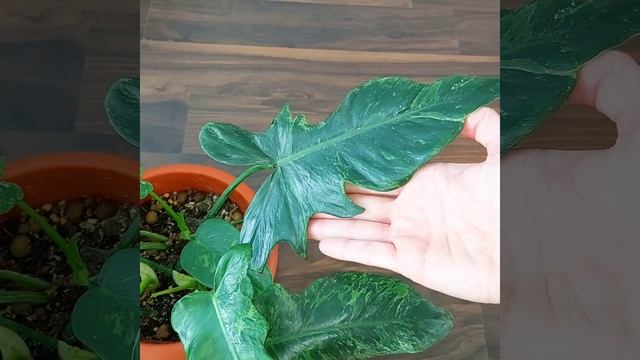 "Хвост и крылья"?Неприхотливый #ФИЛОДЕНДРОН Голден Дракон? #растения из Азии? #Цветы #shorts смотреть онлайн