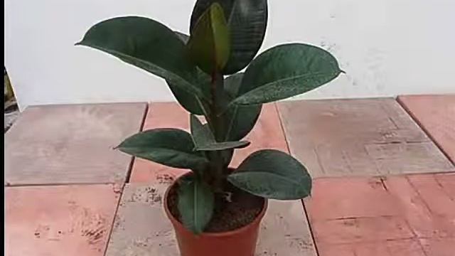 Как ухаживать за Фикусом ? смотреть онлайн