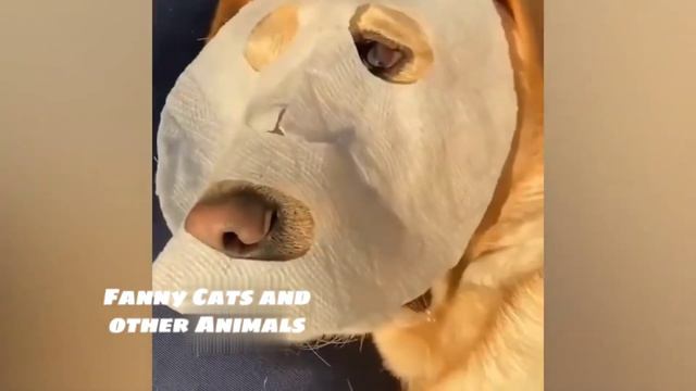 Я РЖАЛ ЦЕЛЫЙ ЧАС/СМЕШНЫЕ ЖИВОТНЫЕ 2022 - ТЕСТ НА ПСИХИКУ / ТРЕНДЫ ТИК ТОК 2022 / НОВИНКИ МАРТА 2022 смотреть онлайн