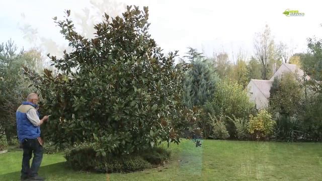 COMMENT TAILLER UN MAGNOLIA GRANDIFLORA ADULTE ? смотреть онлайн