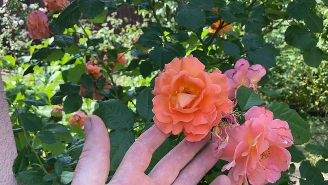 Роза Westerland цветение смотреть онлайн