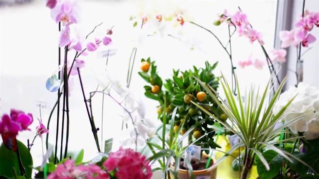 Видео презентация Арт-студии «Мистер Пион»