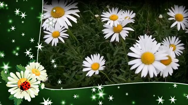 футаж ромашки смотреть онлайн