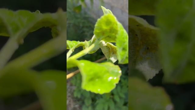 Инсектицид БИ 58 новый. Уничтожаю тлю. Полное видео на канале смотреть онлайн