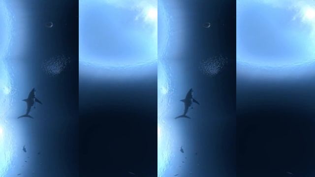 White Sharks - 3d video vr, 360 video смотреть онлайн